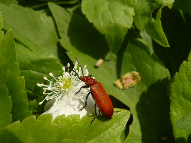 Pyrochroidae:  Pyrochroa serraticornis